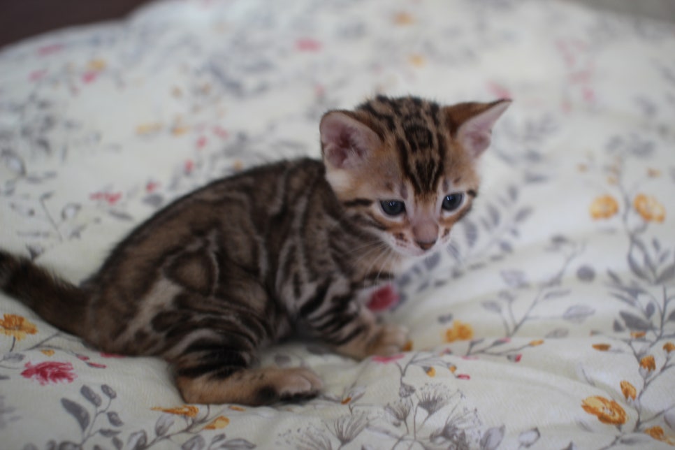 빅로젯이 이쁜 브라운 뱅갈고양이 남아 분양해요~ 관련 이미지 7