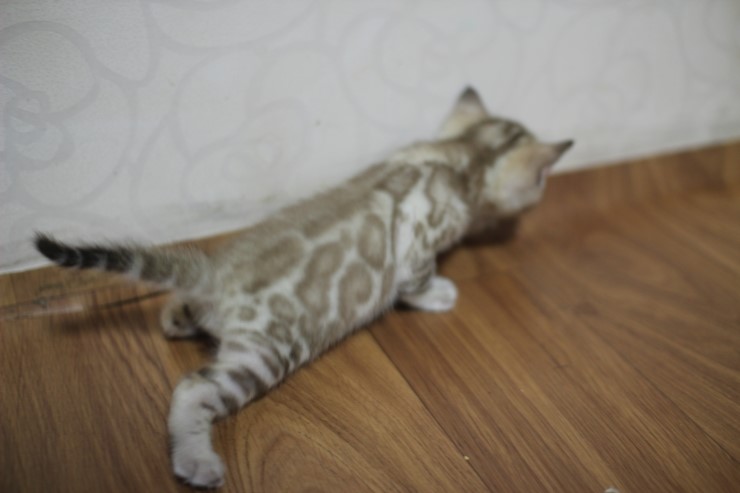 스노우 밍크 뱅갈고양이 남아예요~ 관련 이미지 7