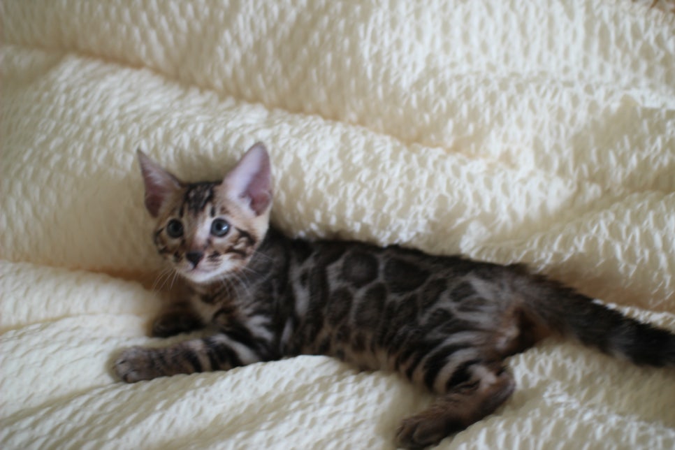 뱅갈고양이 막둥이 분양해요~ 관련 이미지 17