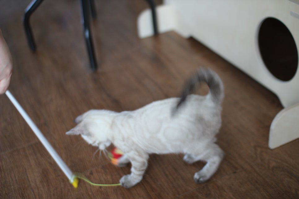 완전 강아지 같은 링스차콜 뱅갈고양이 남아 분양해여~ 관련 이미지 17