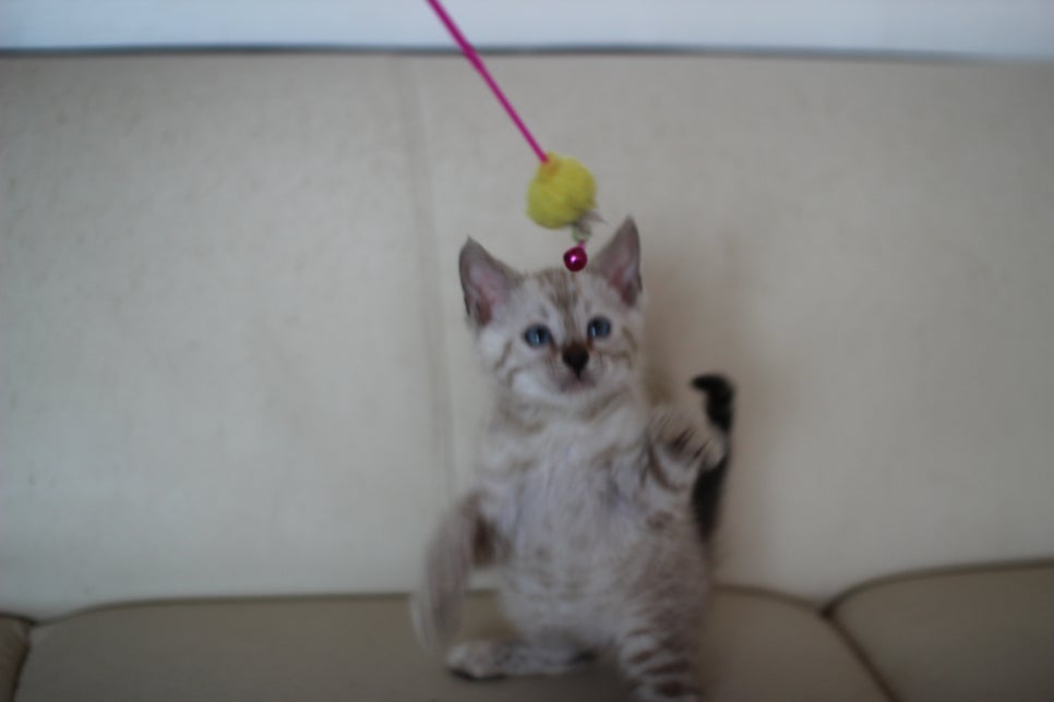 스노우 뱅갈고양이 남아에요~ 관련 이미지 3