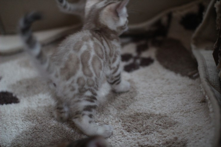 뱅갈고양이 6남매 꼬맹이들~ 관련 이미지 17