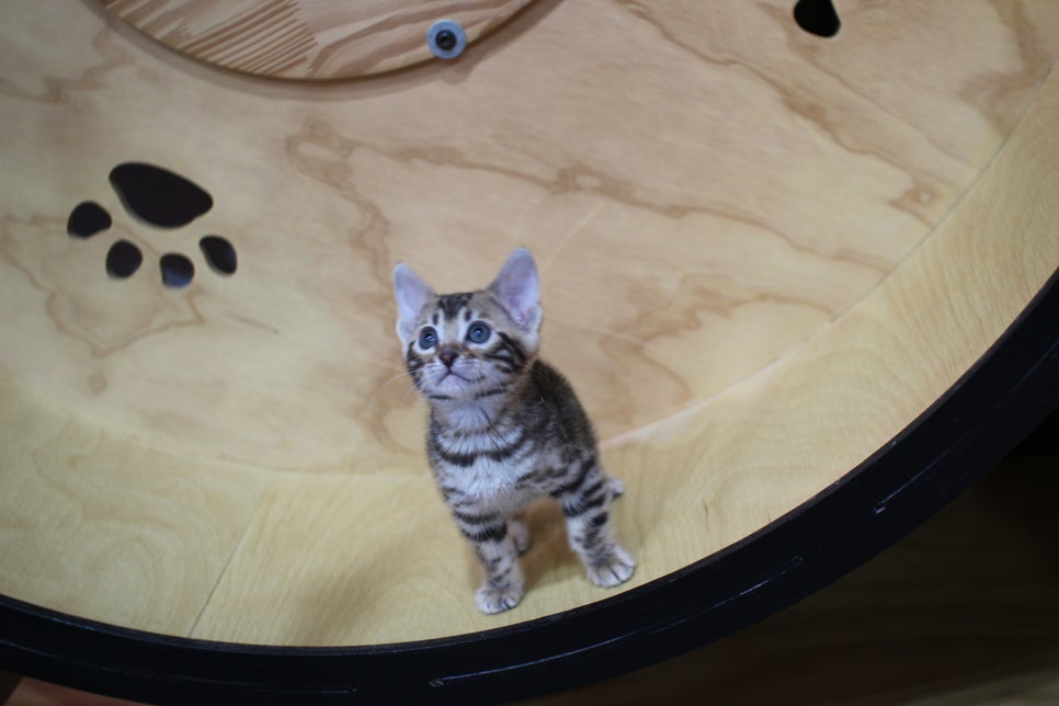 강아지보다 더 강아지 같은 뱅갈고양이 여아예요~ 관련 이미지 2