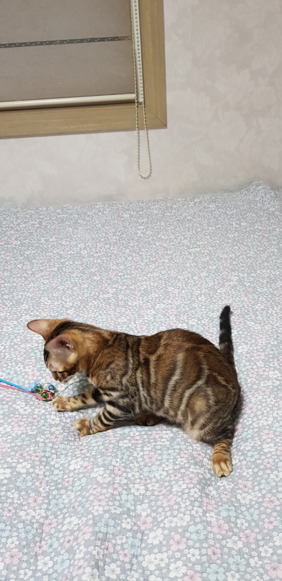 브라운 뱅갈고양이 여아 분양해요~ 관련 이미지 9