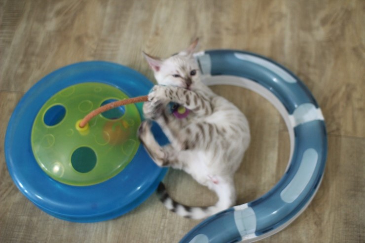 뱅갈고양이,스노우뱅갈고양이, 초아도 장난감에 푹 빠졌습니다~~~ 관련 이미지 8