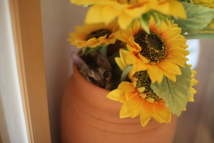 요 녀석 여기 숨어 있었구나~ 관련 이미지 1