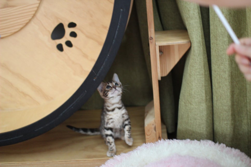 완전완전 개냥이 브라운 뱅갈고양이 여아 분양합니다~ 관련 이미지 5