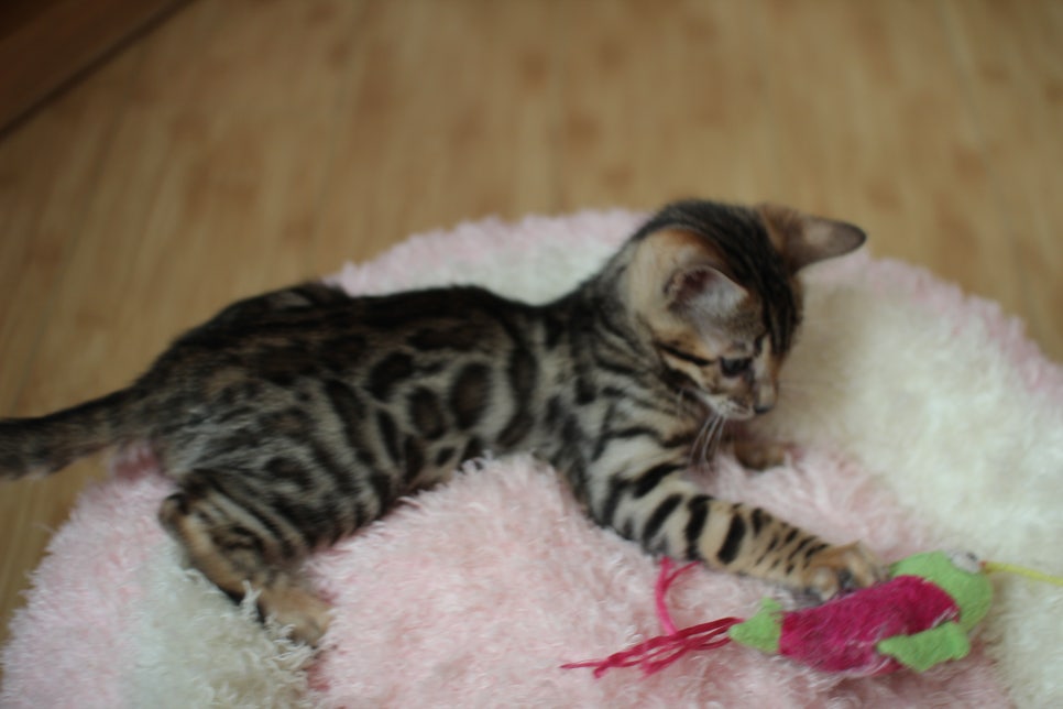 뱅갈고양이분양 사랑스러운 개냥이들~ 관련 이미지 17