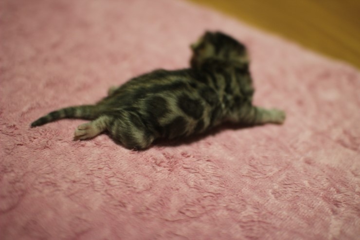 뱅갈고양이 꼬물이 여아들~ 관련 이미지 5