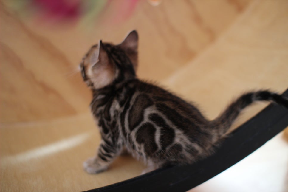 뱅갈고양이 여아들 캣휠 연습중~ 관련 이미지 11
