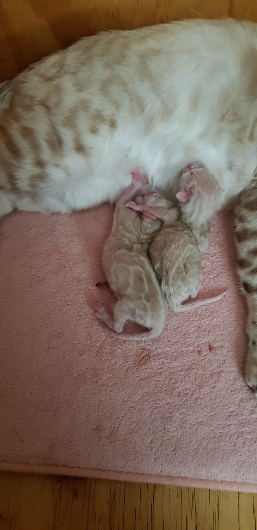 스노우뱅갈고양이 출산중~ 관련 이미지 1