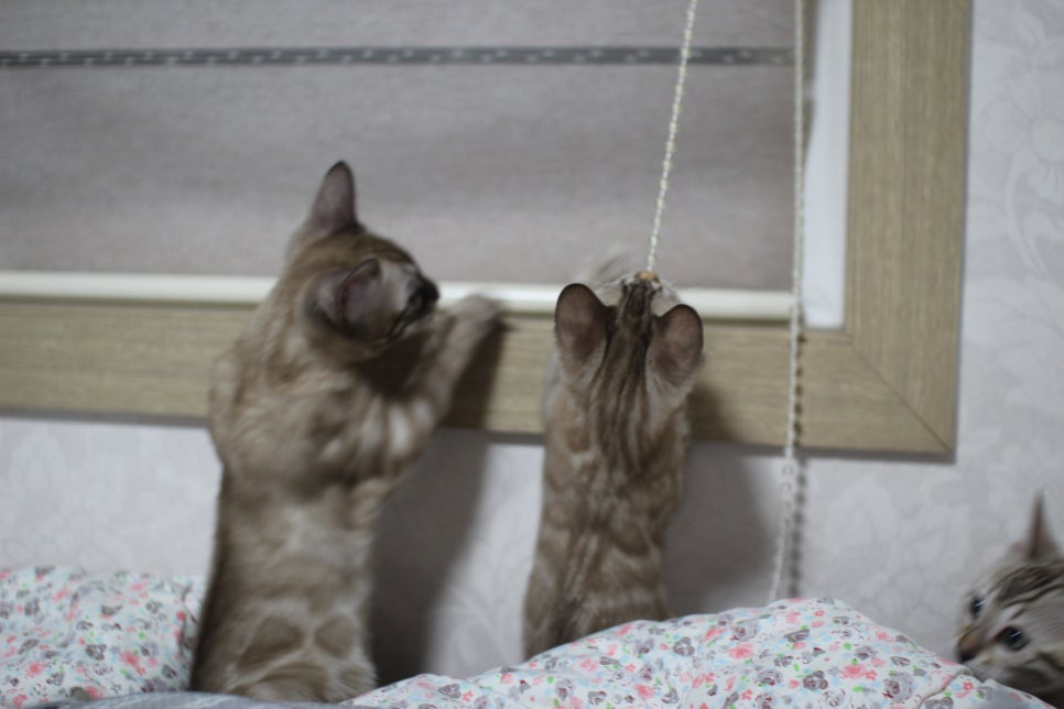 스노우뱅갈고양이 삼총사~ 관련 이미지 1