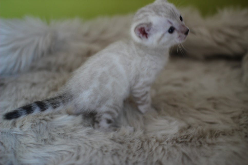 뱅갈고양이 분양 부티가 흘러요 흘러~ 관련 이미지 23