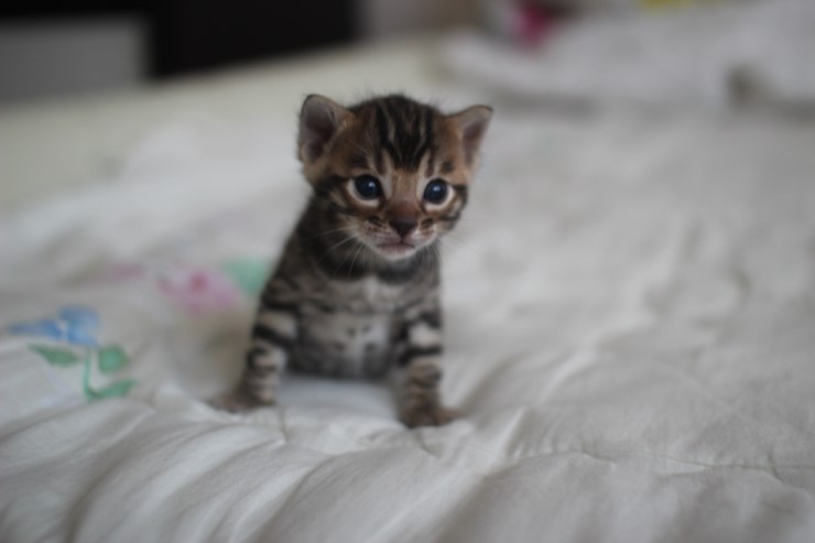 뱅갈고양이 남매 오늘 모습 입니다~ 관련 이미지 16