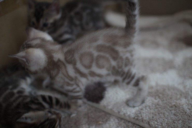 뱅갈고양이 6남매 꼬맹이들~ 관련 이미지 10