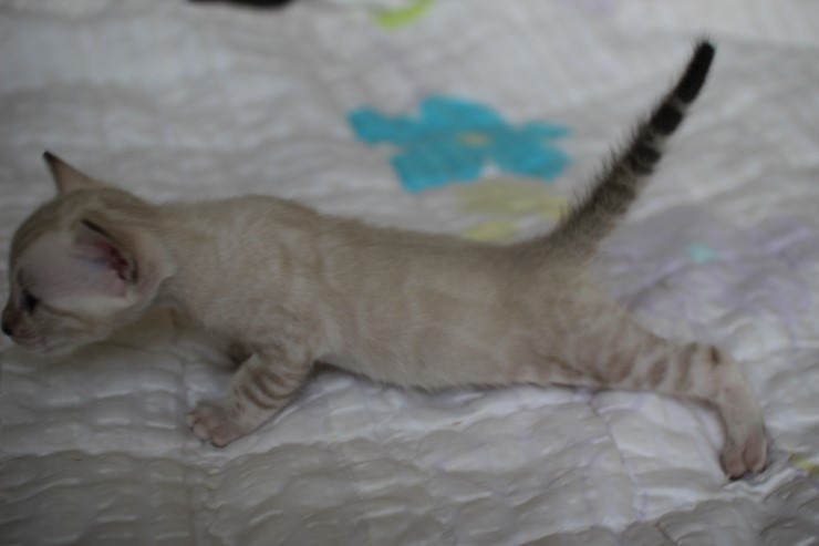 실링스 뱅갈고양이 커퍼 여아~~ 관련 이미지 4