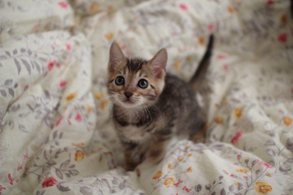 뱅갈고양이 개냥이를 찾으세요? 관련 이미지 1