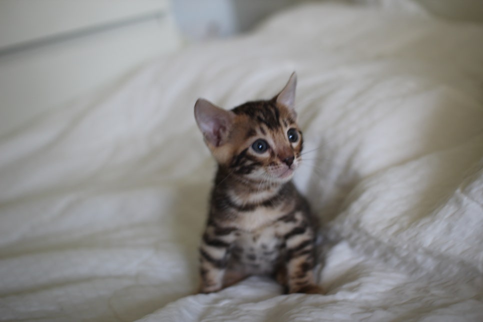 미남 뱅갈고양이에 애교발사~ 관련 이미지 2