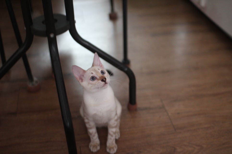 스노우뱅갈고양이 덩치 큰 여아예요~ 관련 이미지 4