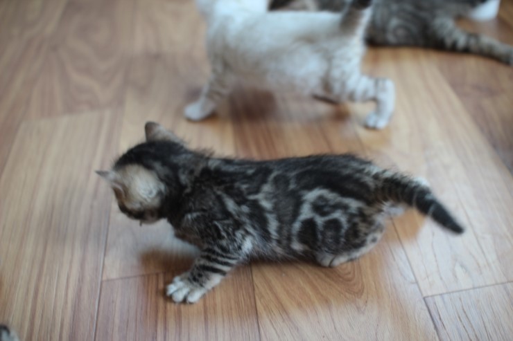 뱅갈고양이 곰돌이,삼돌이~ 관련 이미지 7