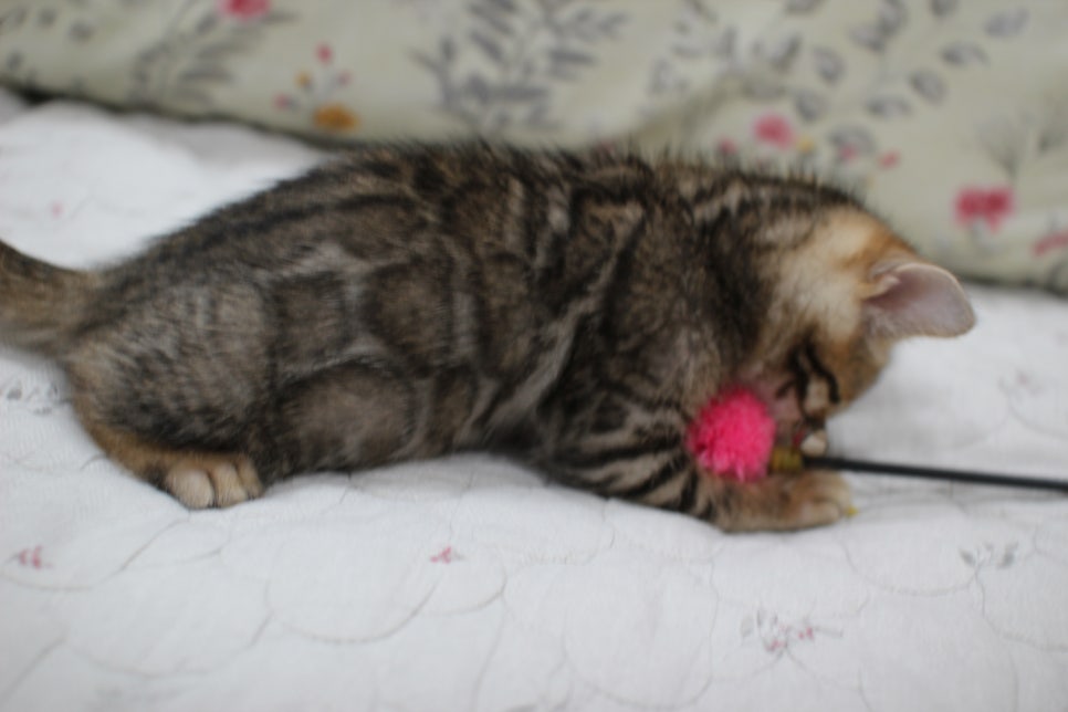 빅로젯이 멋진 완전완전 개냥이 남아 분양해요~ 관련 이미지 7