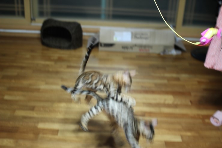 뱅갈고양이 아이들 신나게 노는 아이들~ 관련 이미지 15