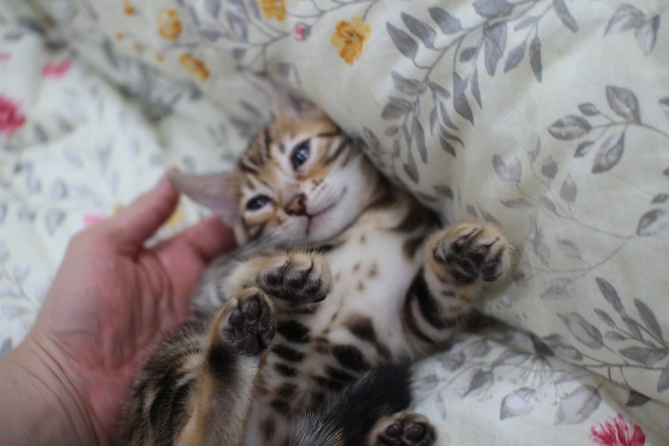 순종적인 성격에 브라운 뱅갈고양이 남아 분양해요~ 관련 이미지 7