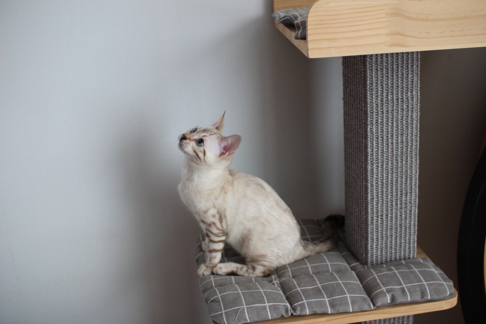 스노우뱅갈고양이 여아 분양해요~ 관련 이미지 9