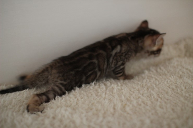 뱅갈고양이 꼬맹이 남아 ~~ 관련 이미지 10