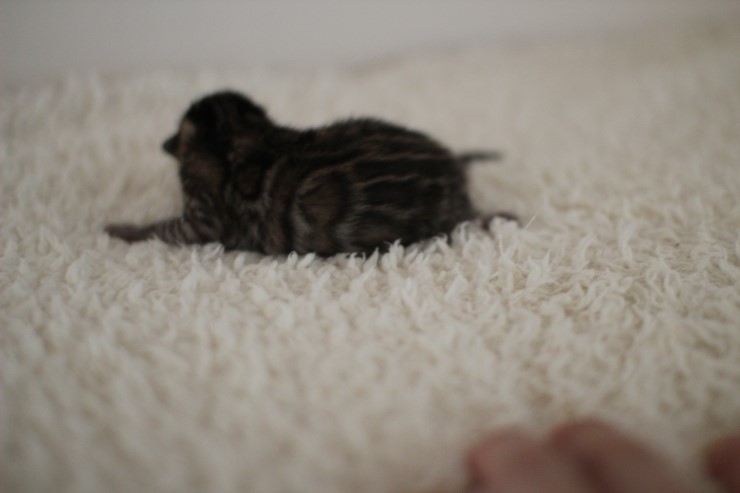 어제 태어난 뱅갈고양이 꼬물이 남아예요~ 관련 이미지 2