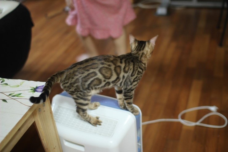 뱅갈고양이 태양이 분양 합니다~ 관련 이미지 3