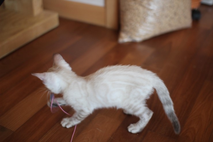 스노우뱅갈고양이 꼬맹이 깡패~ 관련 이미지 16