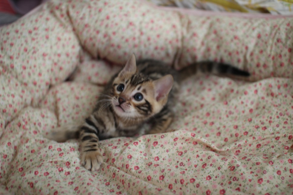 브라운 뱅갈 남아,여아,스노우뱅갈 남아 분양해요~ 관련 이미지 3