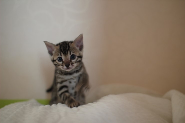 뱅갈고양이 분양 그냥 지나칠수 없을걸? 관련 이미지 4