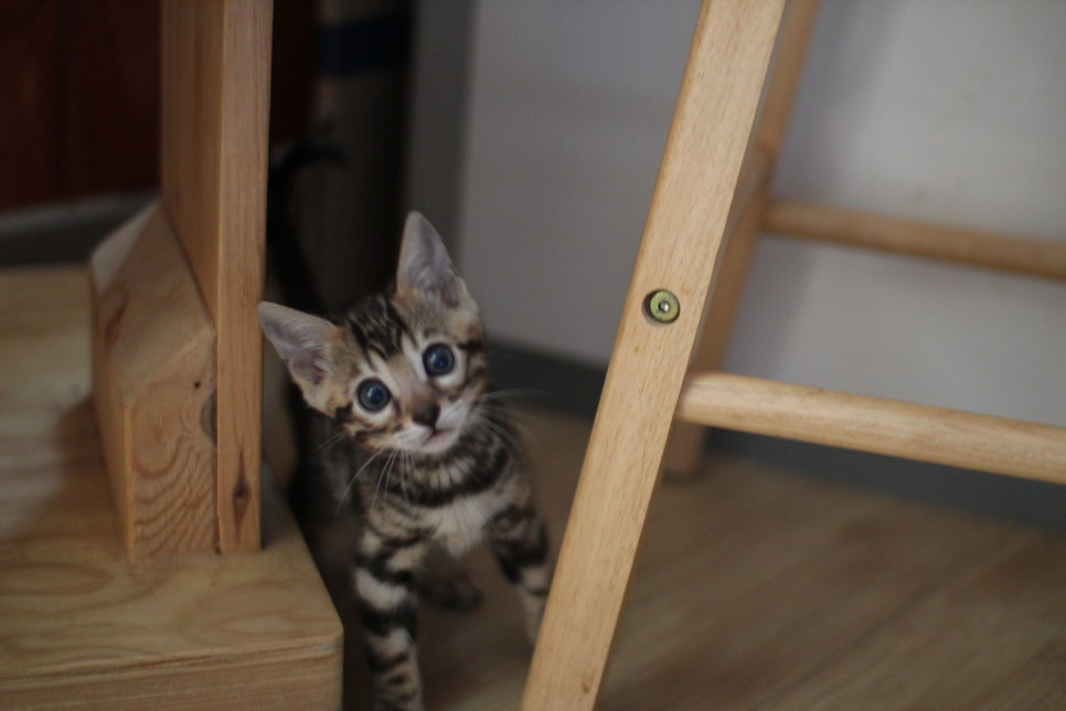 왕눈이 초미묘 브라운뱅갈고양이 여아에요~ 관련 이미지 1