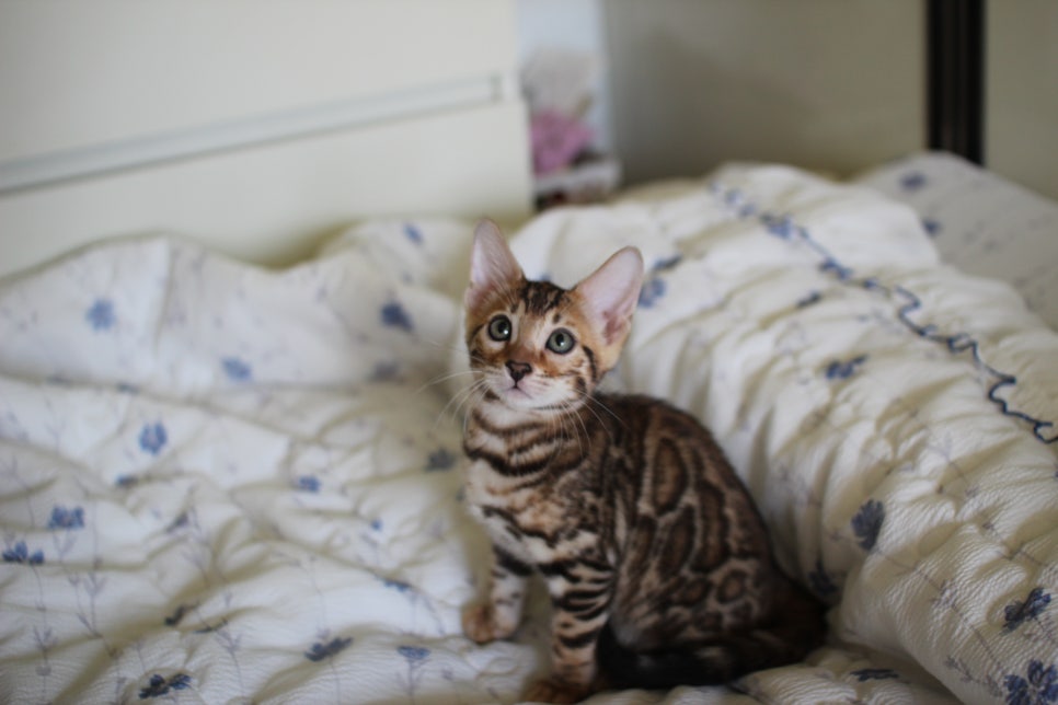 브라운 뱅갈고양이 자매 분양합니다~ 관련 이미지 3