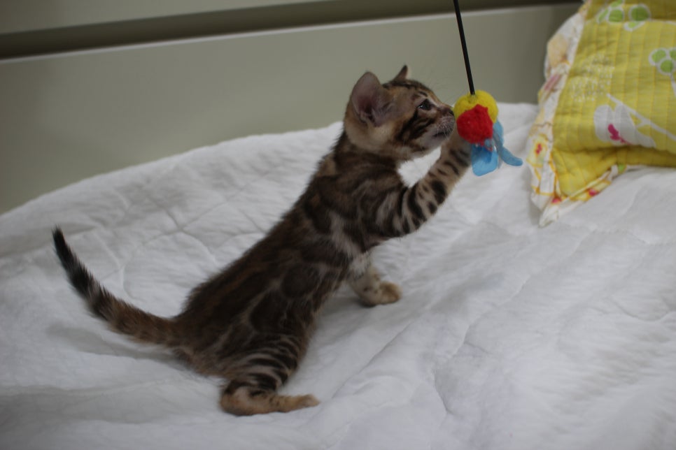 붉은빛 모색이 멋진 뱅갈고양이 남아4 분양해요~ 관련 이미지 10