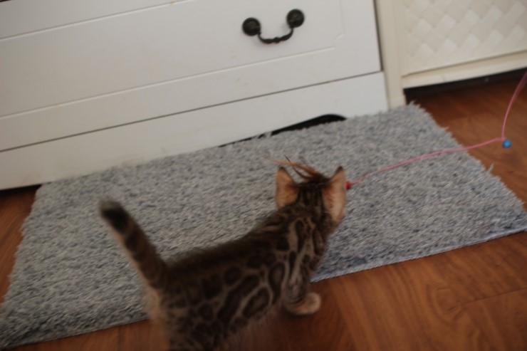 뱅갈고양이 분양 완전히 빠졌네 빠졌어~ 관련 이미지 43