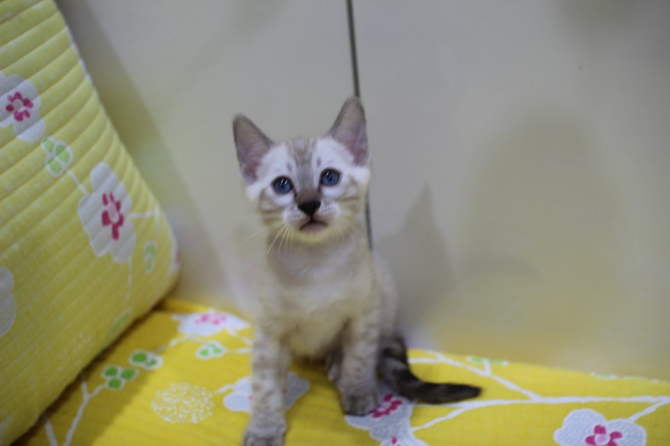 엄청난 순둥이 스노우뱅갈고양이 남아 분양해요~ 관련 이미지 3