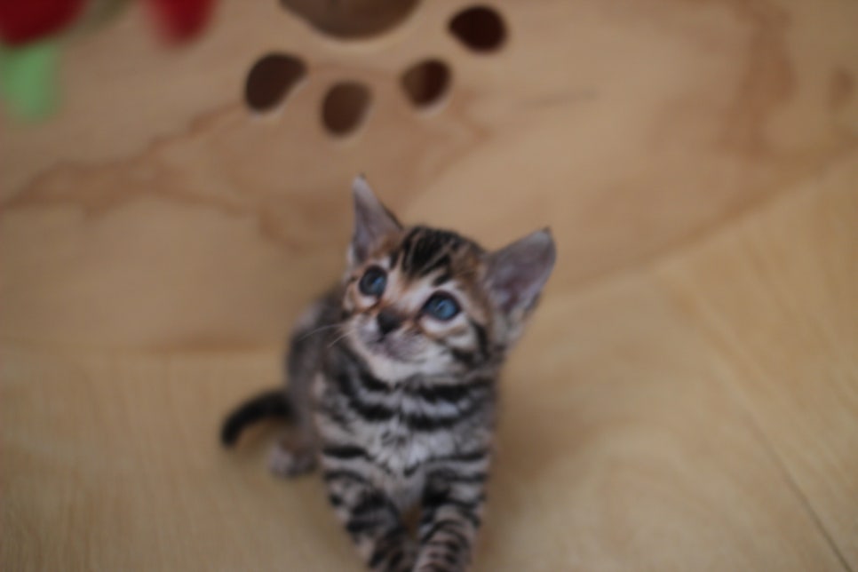 뱅갈고양이분양 사랑스러운 개냥이들~ 관련 이미지 6