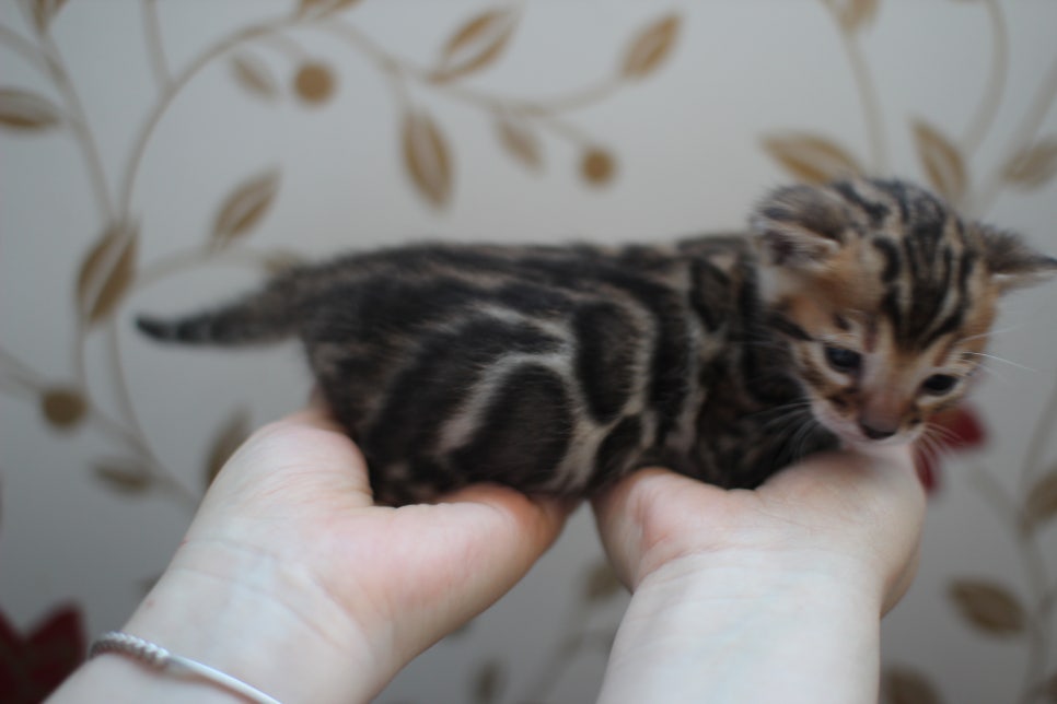 어메이징 브라운 뱅갈고양이 삼형제예요~ 관련 이미지 1