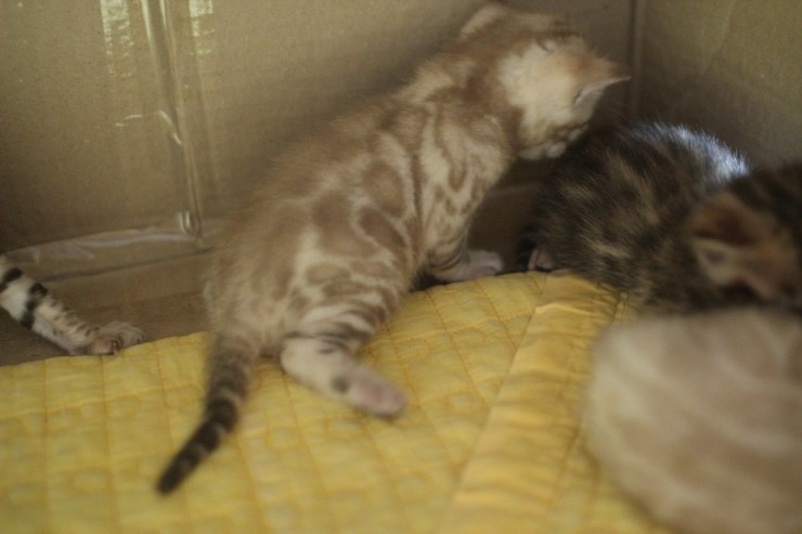 스노우 밍크 뱅갈고양이 남아 예약 분양 합니다~ 관련 이미지 7