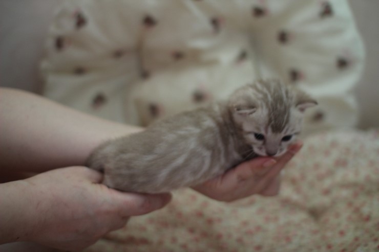 뱅갈고양이 분양 오묘한 매력에 칼라 스노우밍크 관련 이미지 6