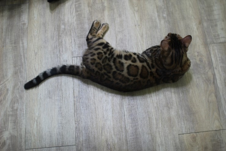 뱅갈고양이 링컨이 근황~~~ 관련 이미지 2