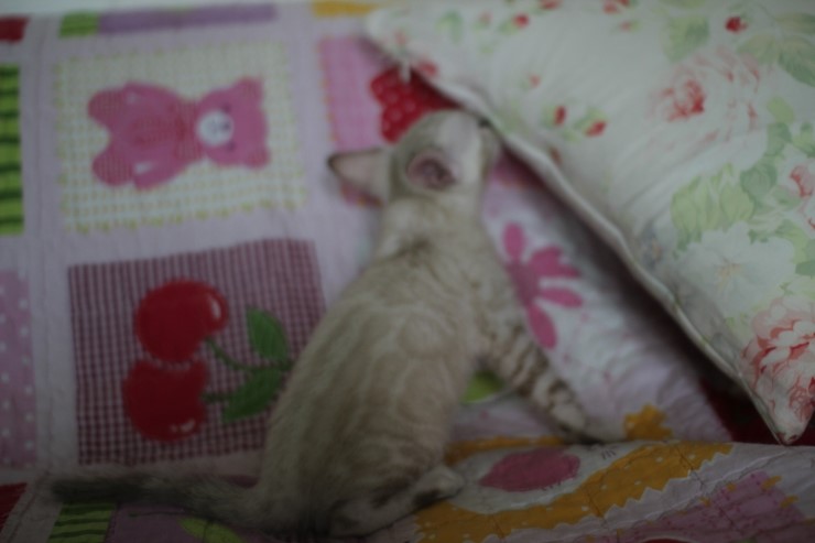 실링스뱅갈고양이 키퍼여아 많이 컸어요 관련 이미지 7