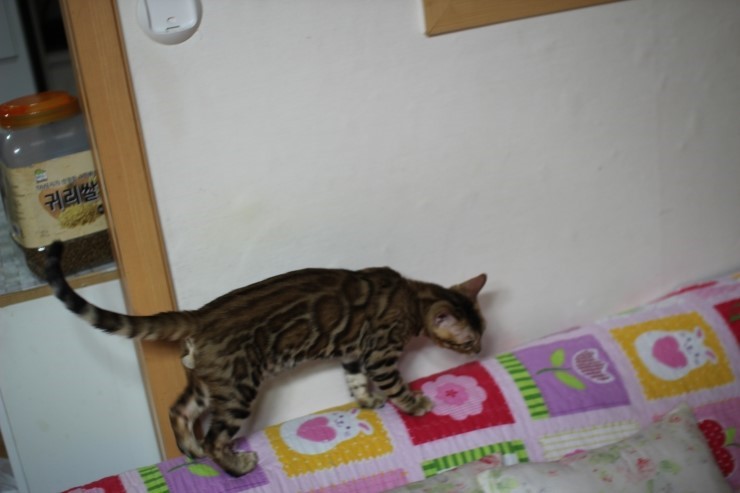 뱅갈고양이 남아 soyu gsw 관련 이미지 4