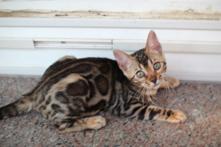 브라운 뱅갈고양이 키퍼 여아들~ 관련 이미지 3