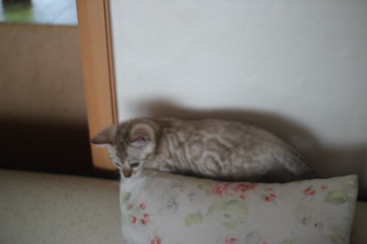 실밍크 클라우드 로젯 뱅갈고양이 남아예요~ 관련 이미지 3