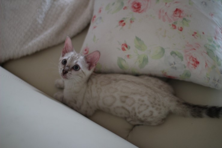 뱅갈고양이 소유캐터리 크라우드 로젯 여아들^^ 관련 이미지 6