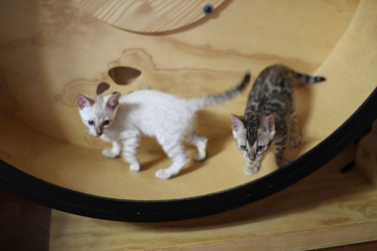 뱅갈고양이 캣휠 선수들 입장이요~ 관련 이미지 5